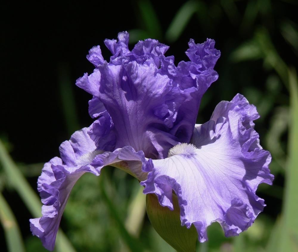 Tall Bearded Iris (Iris ‘Lavender Lemonade’) in the Irises Database