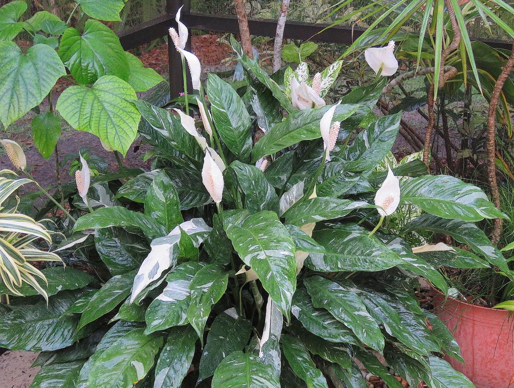 Peace Lilies Plant Care and Collection of Varieties