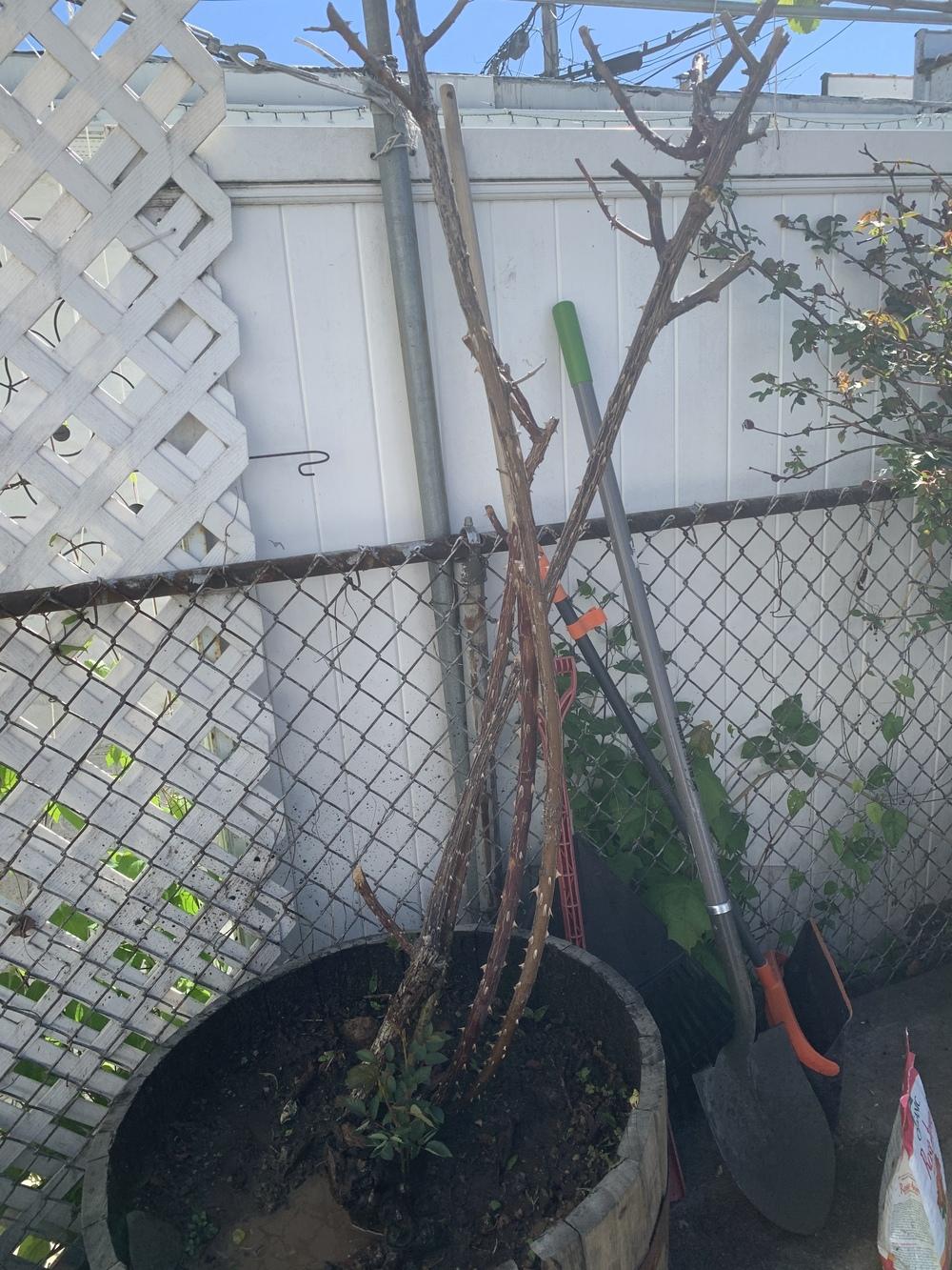 Dying rose bush has some growth in the Roses forum