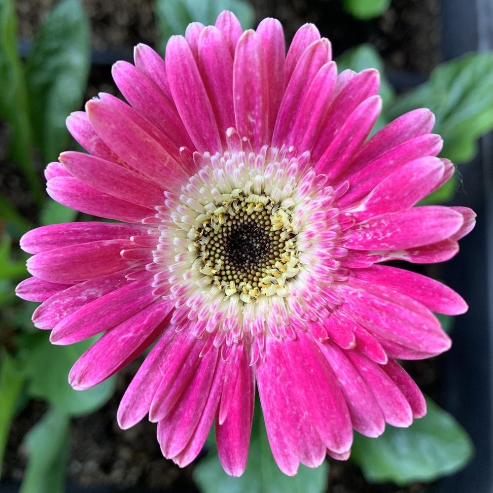 Gerbera Daisy (Gerbera Garvinea® Sweet Spice)