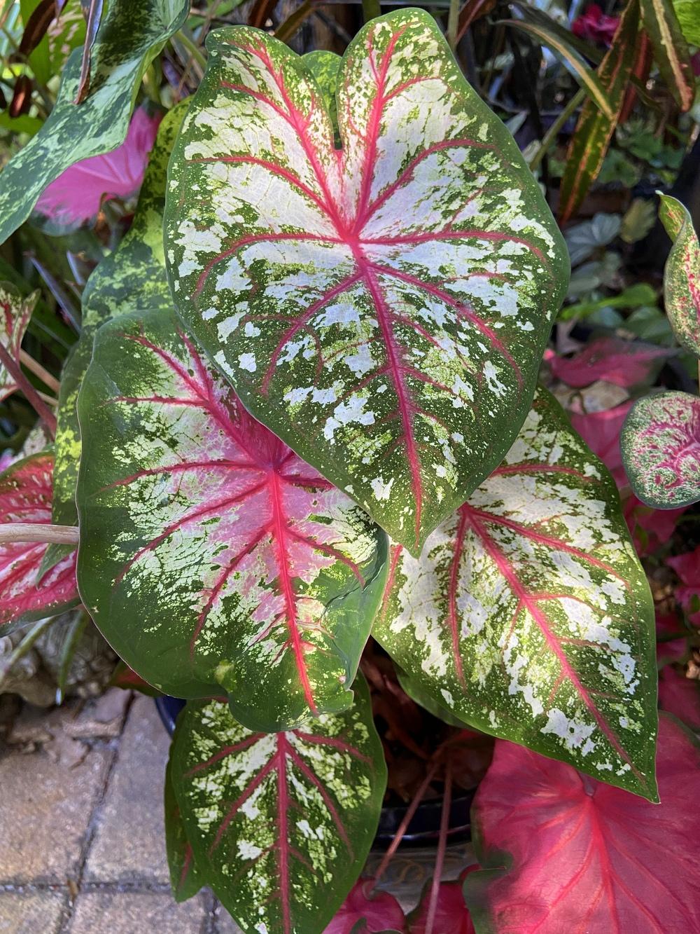 Caladiums Plant Care and Collection of Varieties