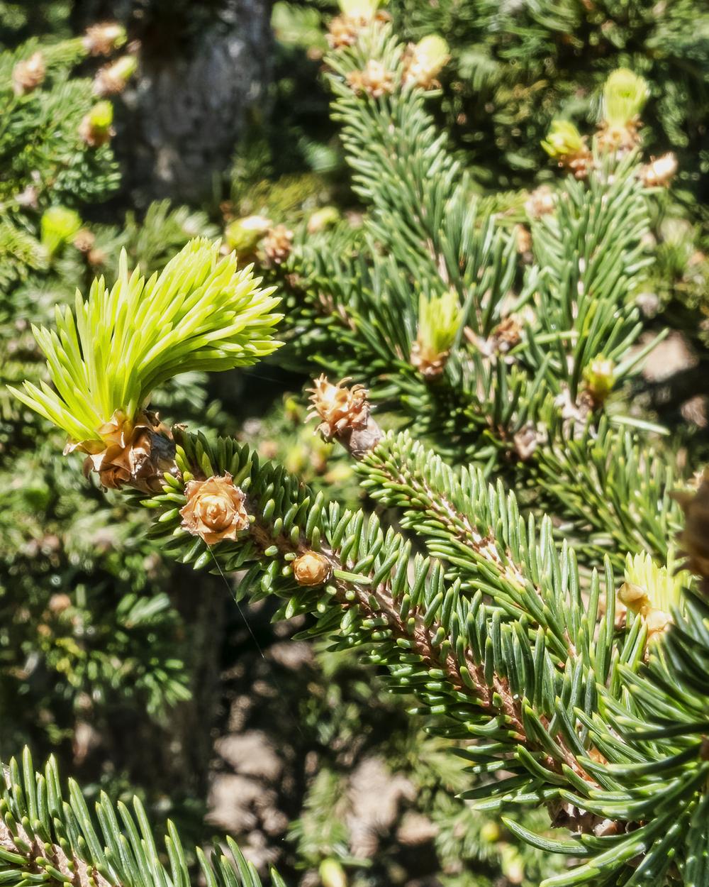 Norway Spruce (Picea abies ‘Hillside Upright’) in the Spruces Database