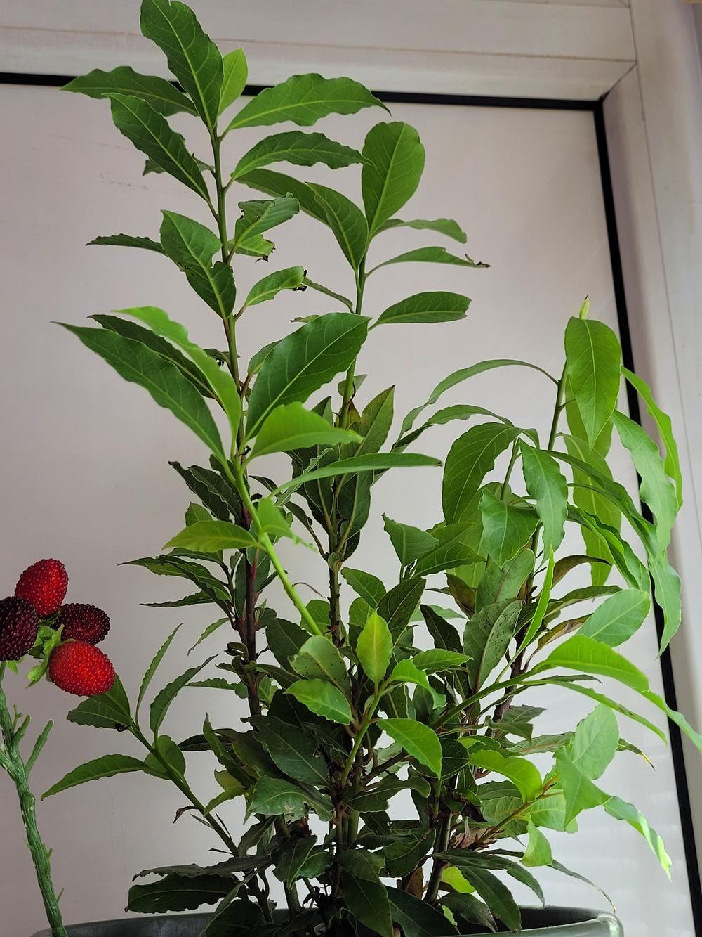 Droopy bay tree in the Houseplants forum