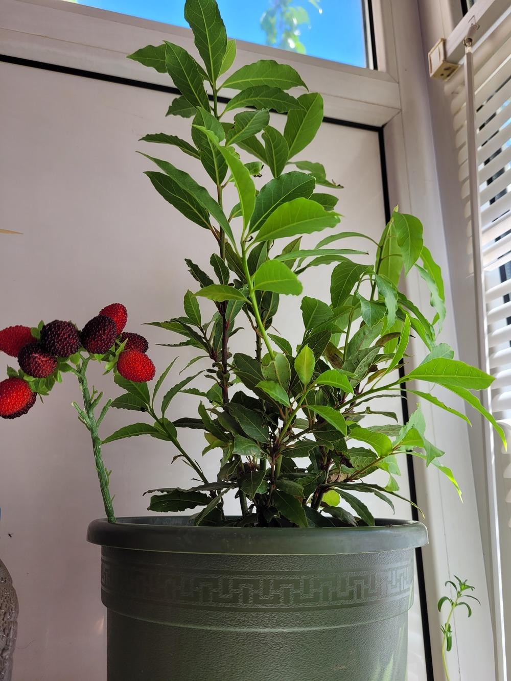 Droopy bay tree in the Houseplants forum