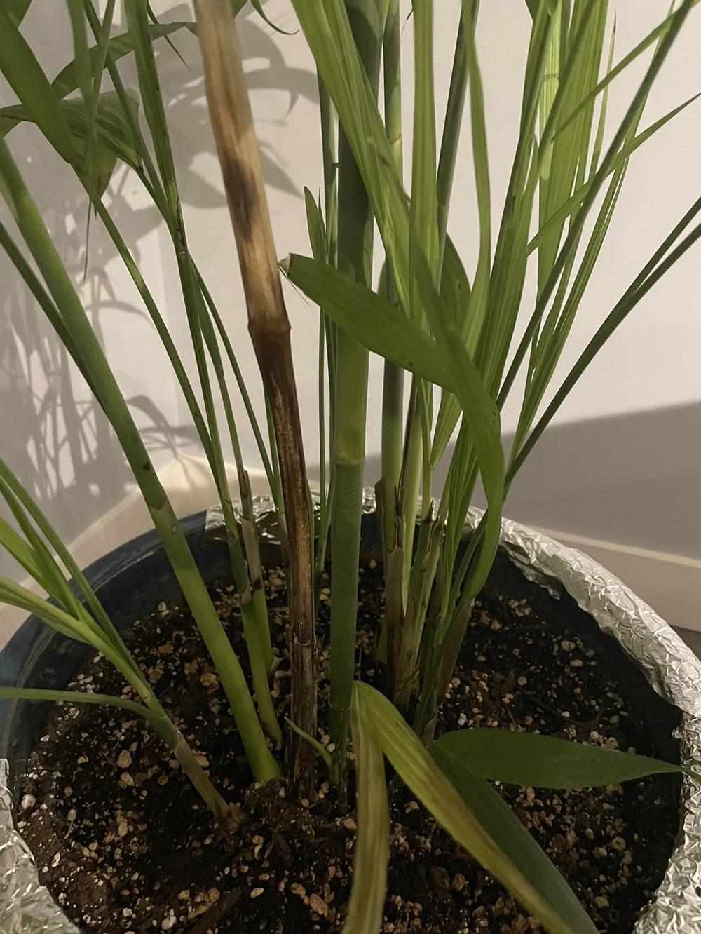 Bamboo palm has a stem turning brown/black is it root rot? in the
