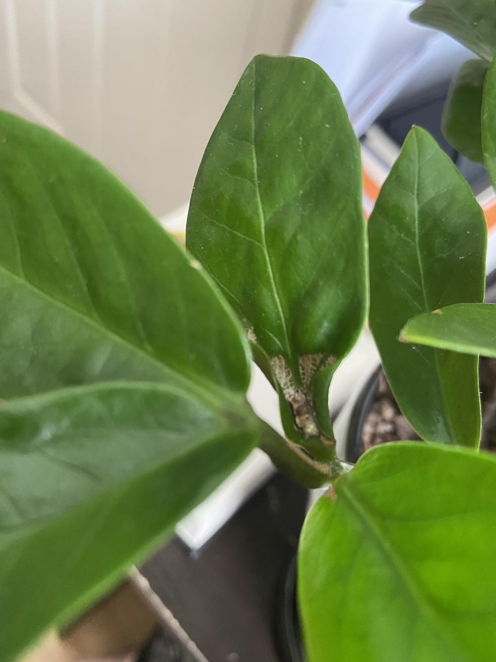 ZZ Plant Pest??? in the Houseplants forum
