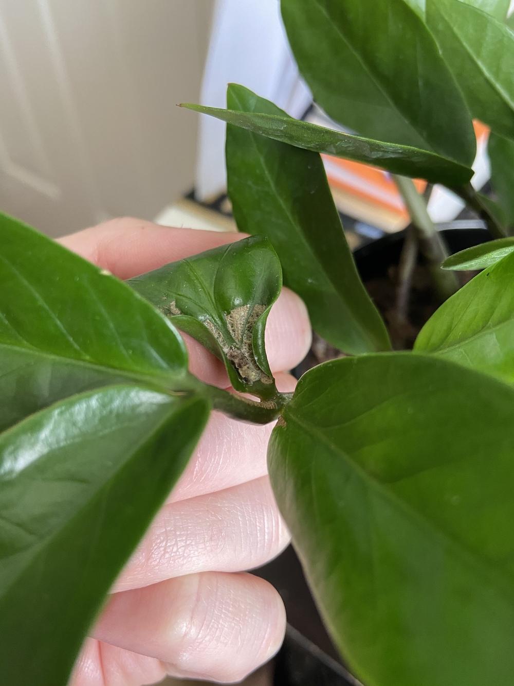 ZZ Plant Pest??? in the Houseplants forum