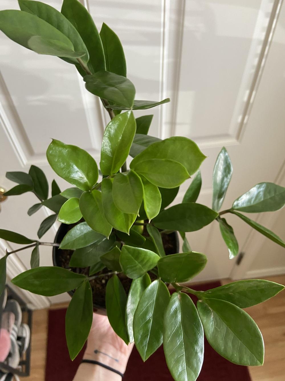 ZZ Plant Pest??? in the Houseplants forum