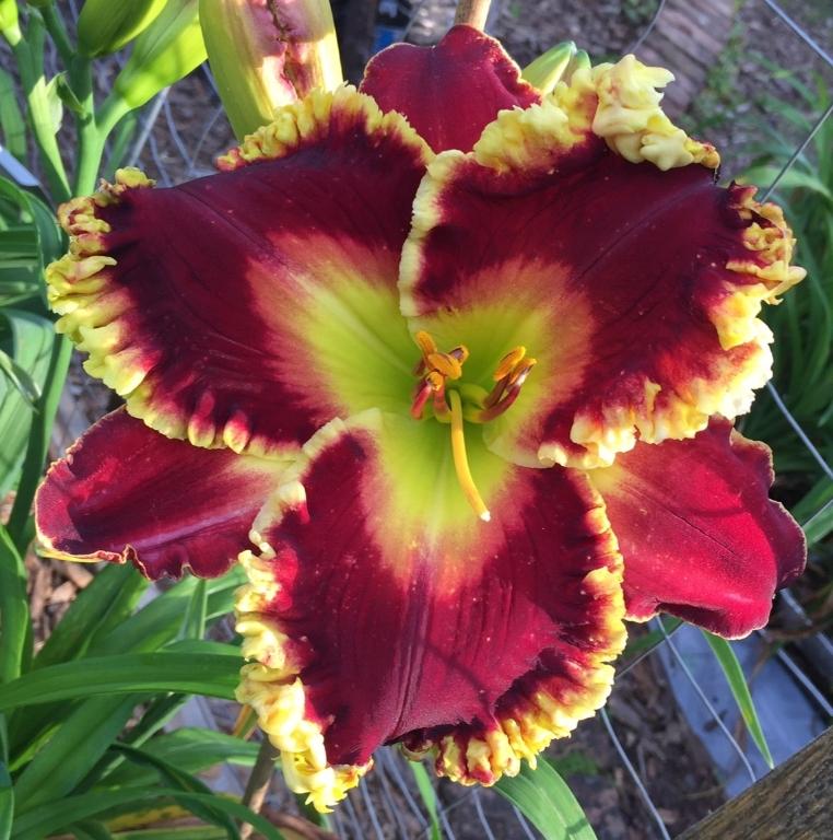 Daylily (Hemerocallis 'Jeweled for Royalty') in the Daylilies Database