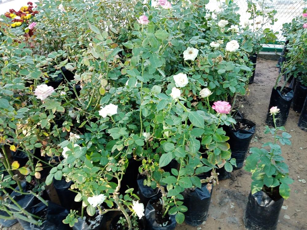 Rose Rootstock in the Roses forum