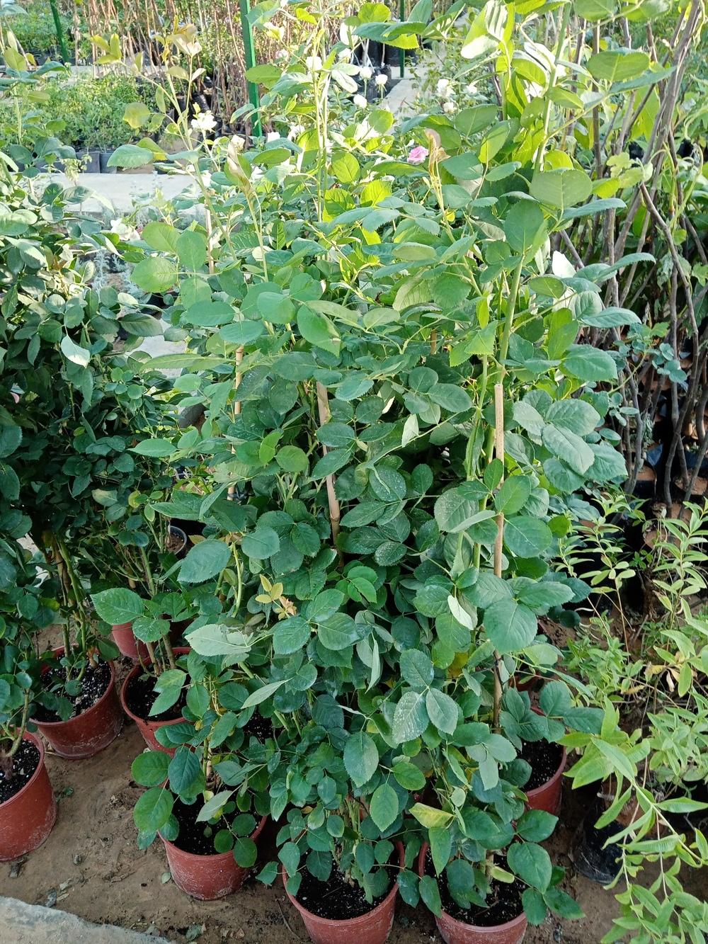 Rose Rootstock in the Roses forum