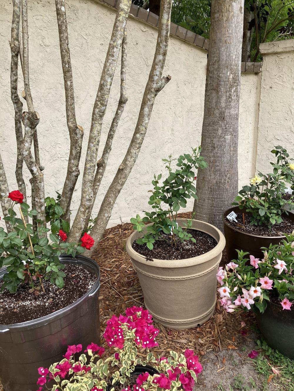 MiracleGro's Organic Choice Potting Soil Good for potted roses? in the