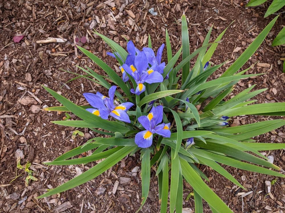 Show us your species and species cross irises in the Irises forum