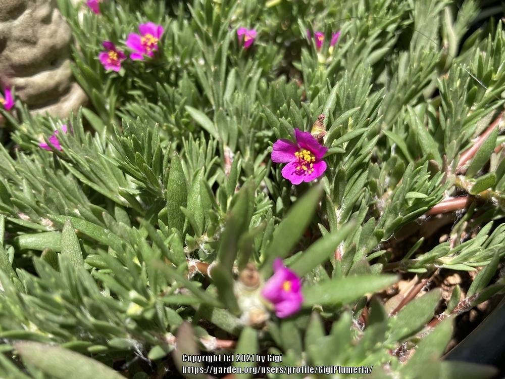 Photo of the entire plant of Kiss Me Quick (Portulaca pilosa) posted by