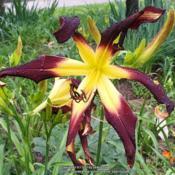 Location: Wood County, TexasDate: 2021-05-17260mm spread. FFO