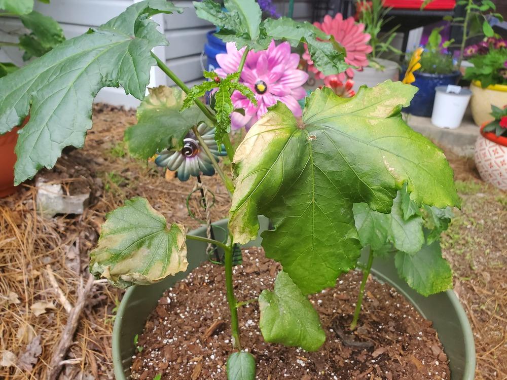 Okra fusarium wilt? in the Vegetables and Fruit forum - Garden.org
