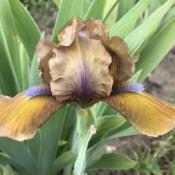 Location: Michigan-my gardenDate: 2021