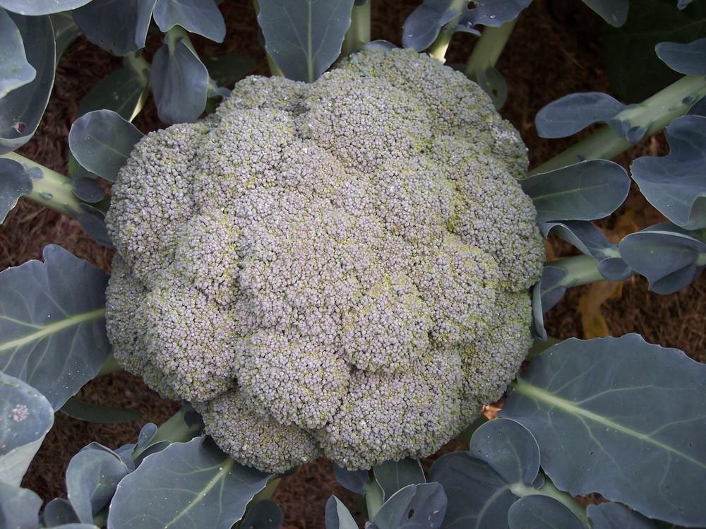 Brassicas Plant Care and Collection of Varieties