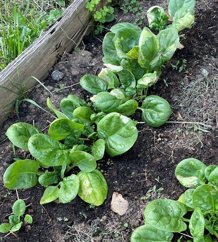 Spinach yellowing? in the Ask a Question forum
