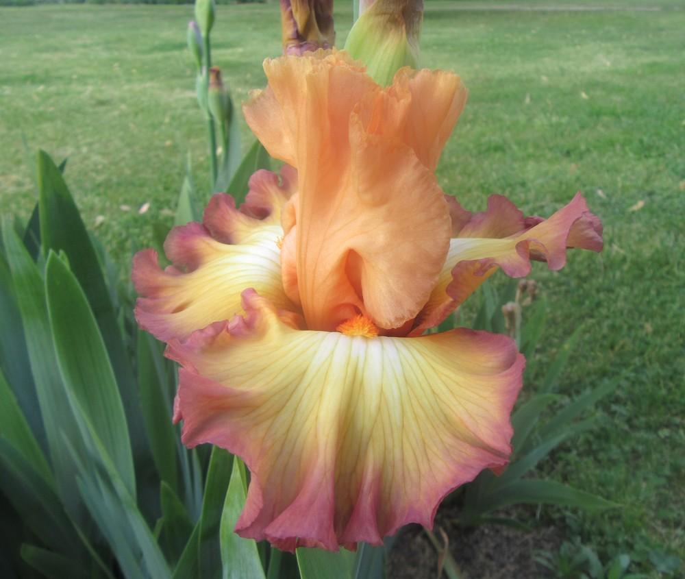 Tall Bearded Iris (Iris 'Oil Painting') in the Irises Database - Garden.org