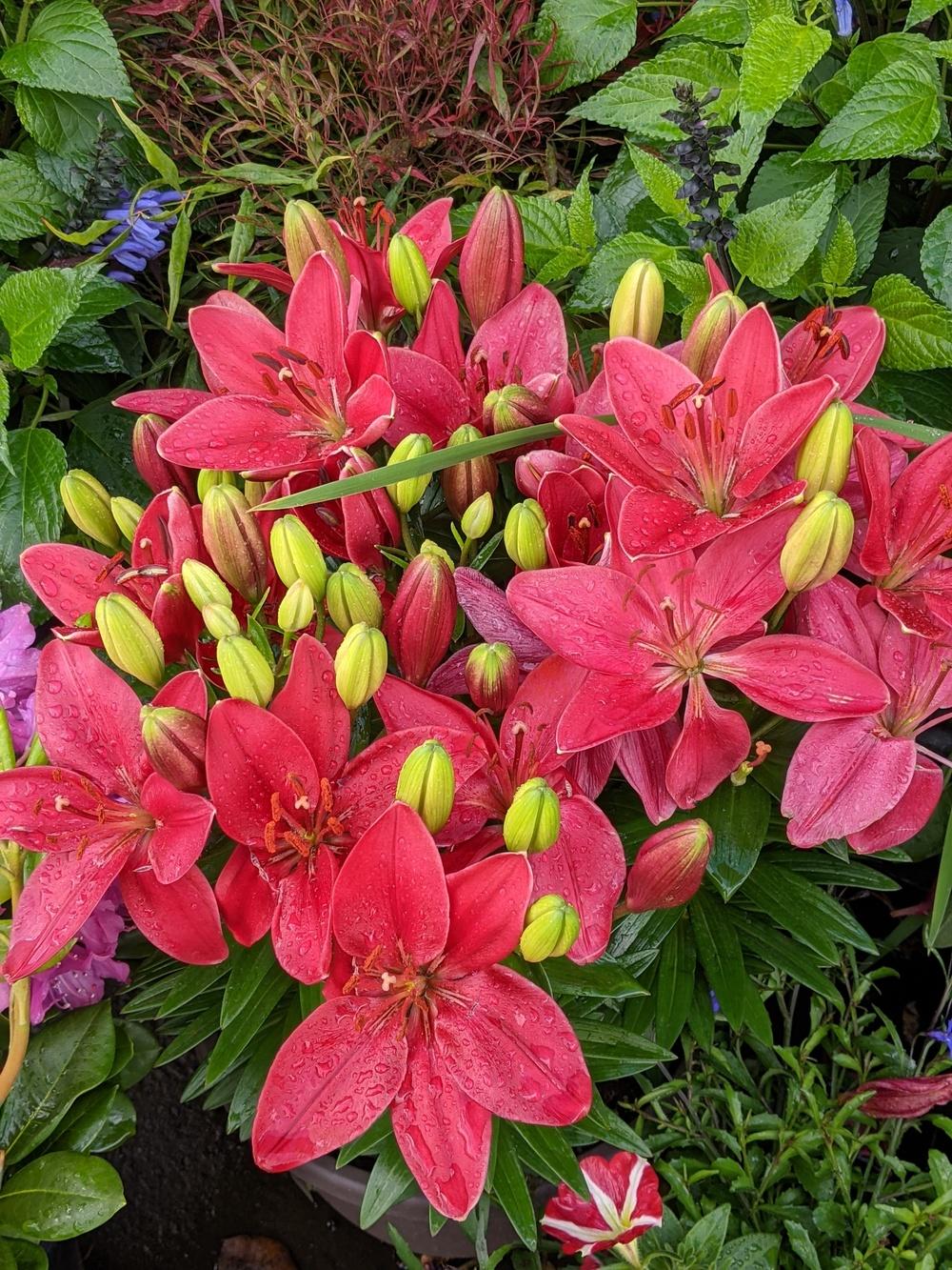 Lilies Plant Care and Collection of Varieties