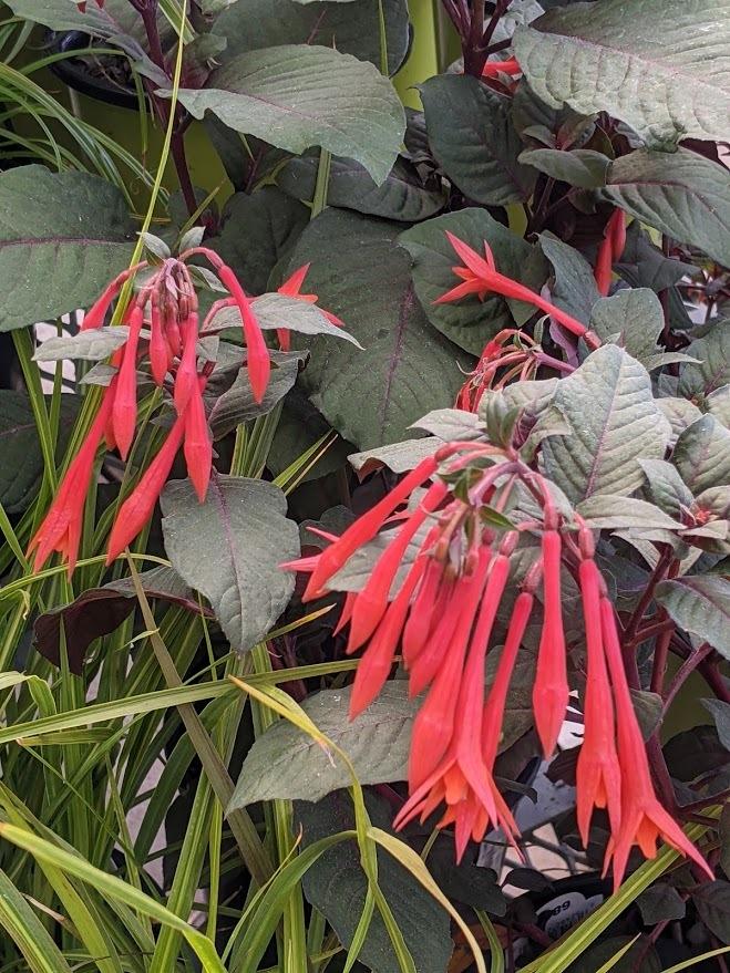 Photo of the bloom of Fuchsia (Fuchsia triphylla 'Gartenmeister