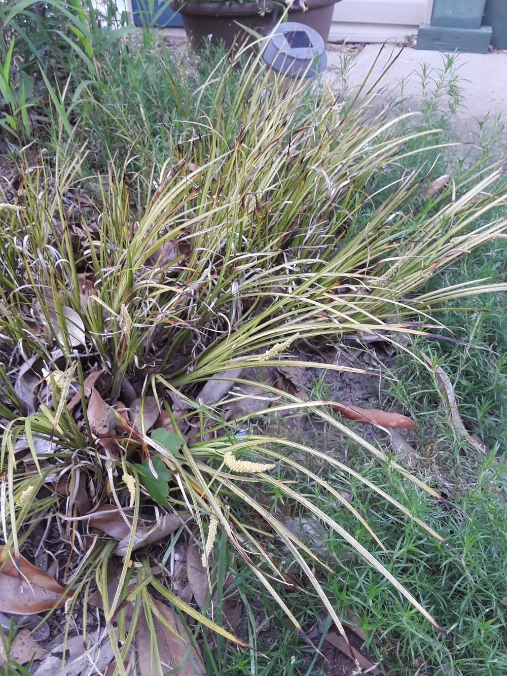 Ornamental grass, Maryland in the Plant ID forum