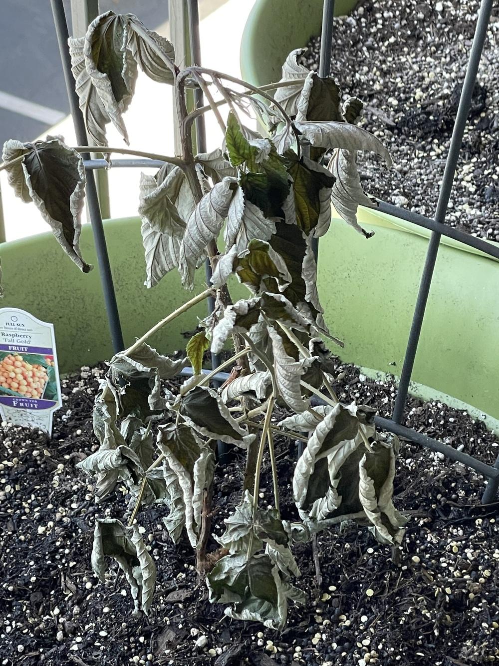 Raspberry Decay Dying raspberries in the Ask a Question forum - Garden.org
