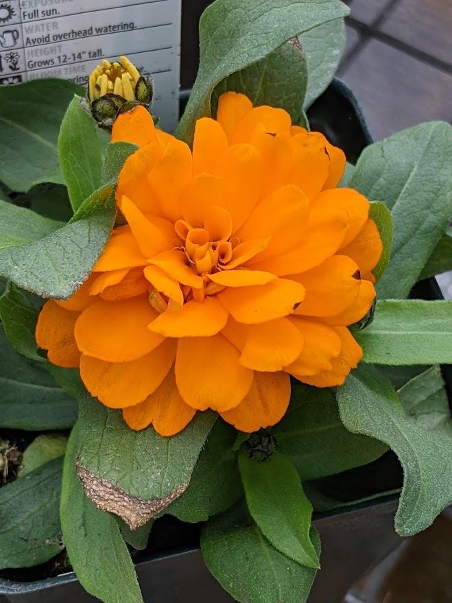 Zinnia 'Profusion Double Orange'
