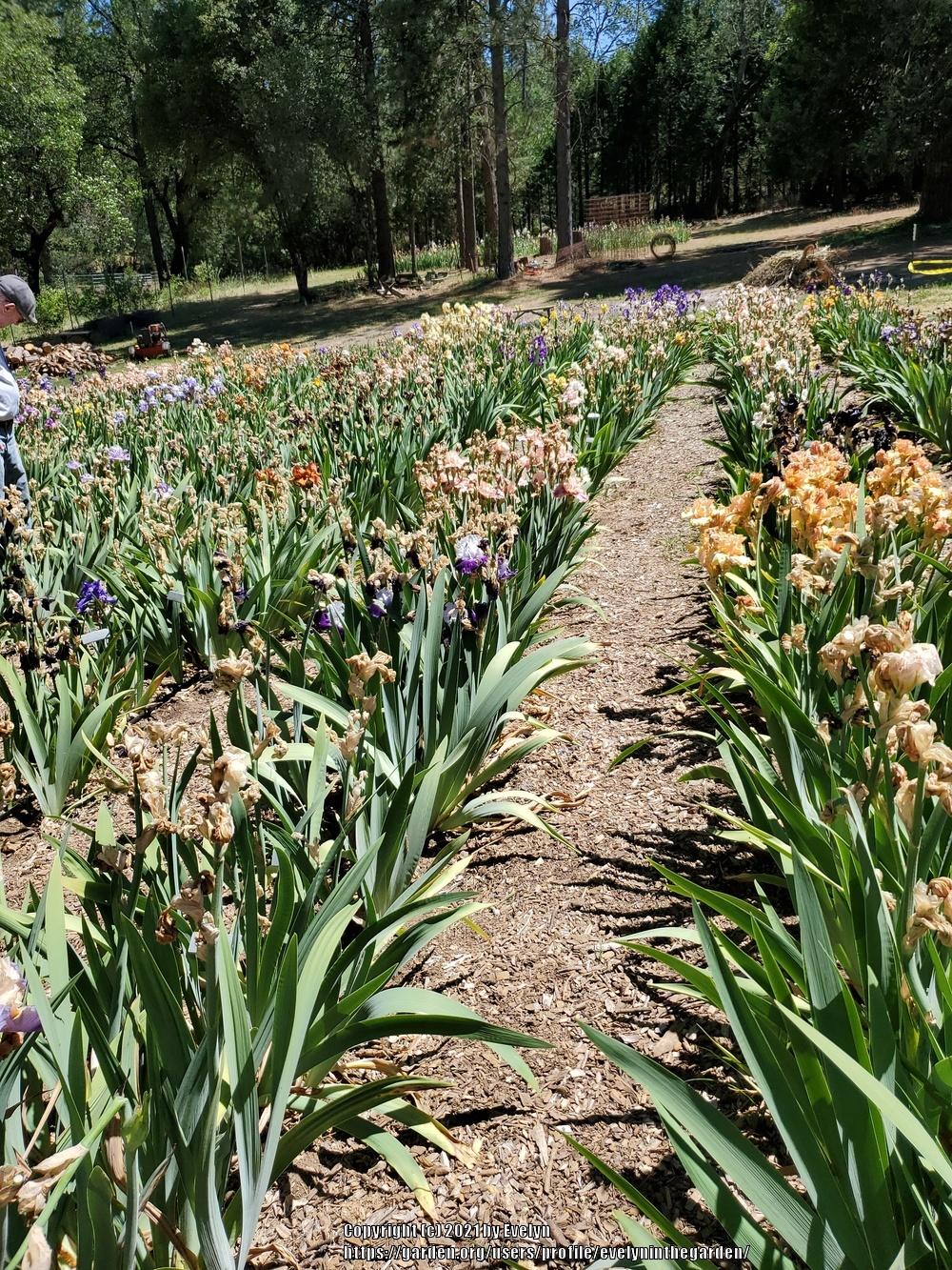 Brief visit to Bluebird Haven in the Irises forum
