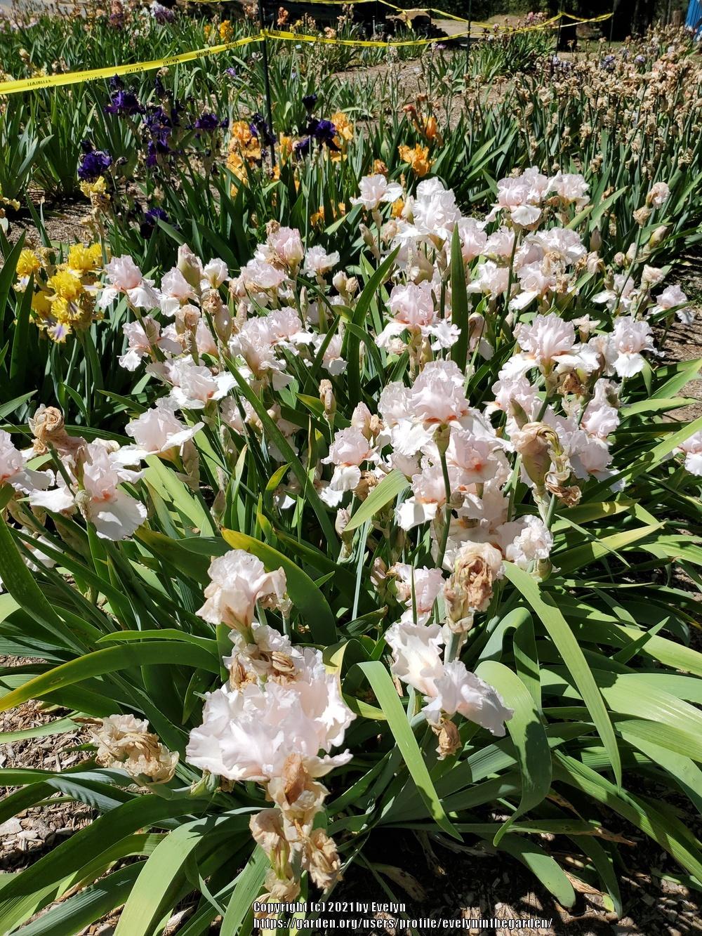 Brief visit to Bluebird Haven in the Irises forum