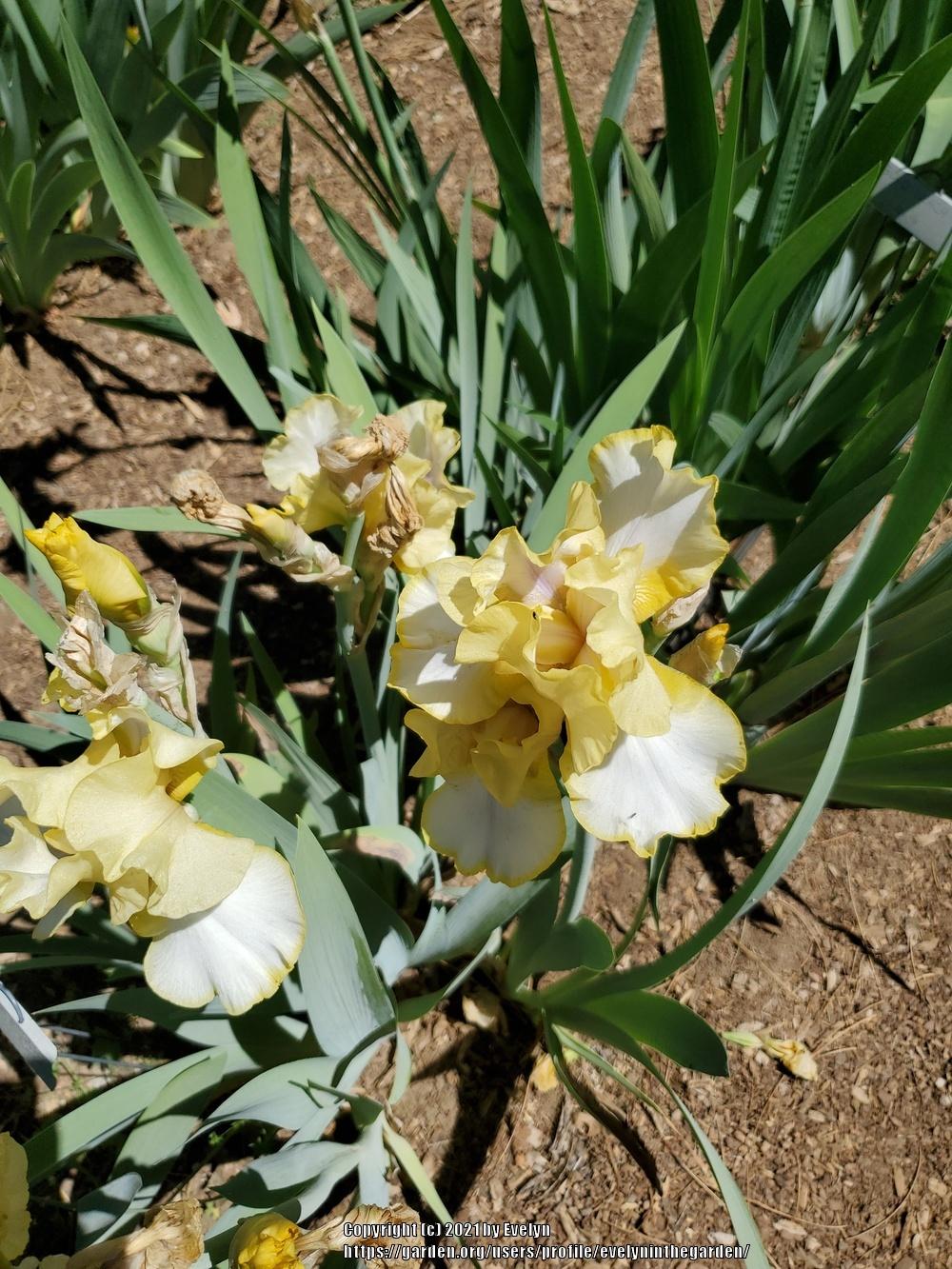 Brief visit to Bluebird Haven in the Irises forum