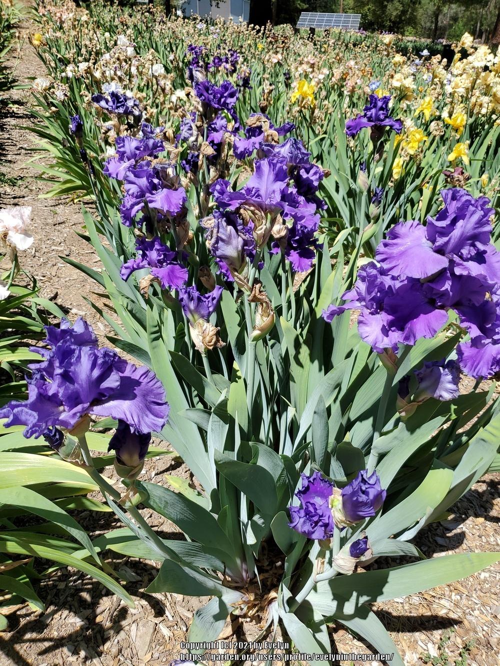 Brief visit to Bluebird Haven in the Irises forum