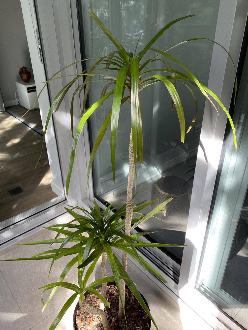 Dracaena Leaf Drop in the Houseplants forum - Garden.org