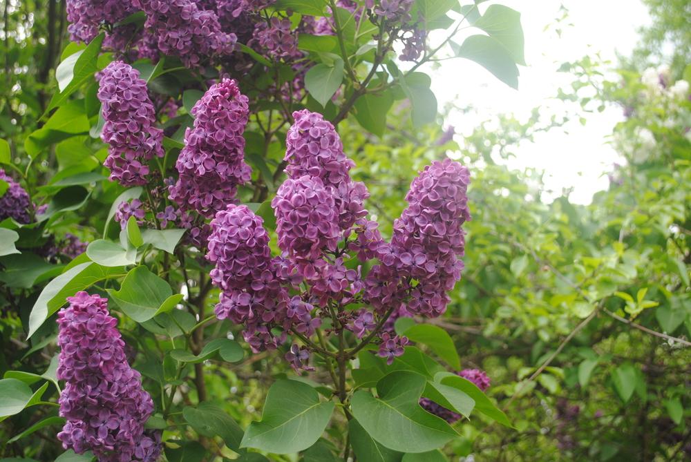 Lilacs Plant Care and Collection of Varieties