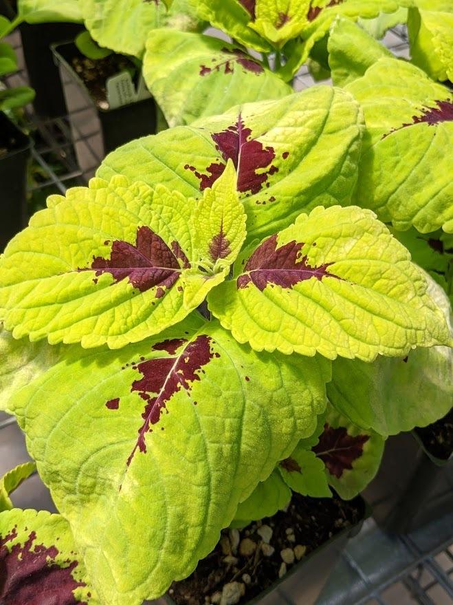 Photo of the leaves of Coleus (Coleus scutellarioides Kong™ Lime Sprite