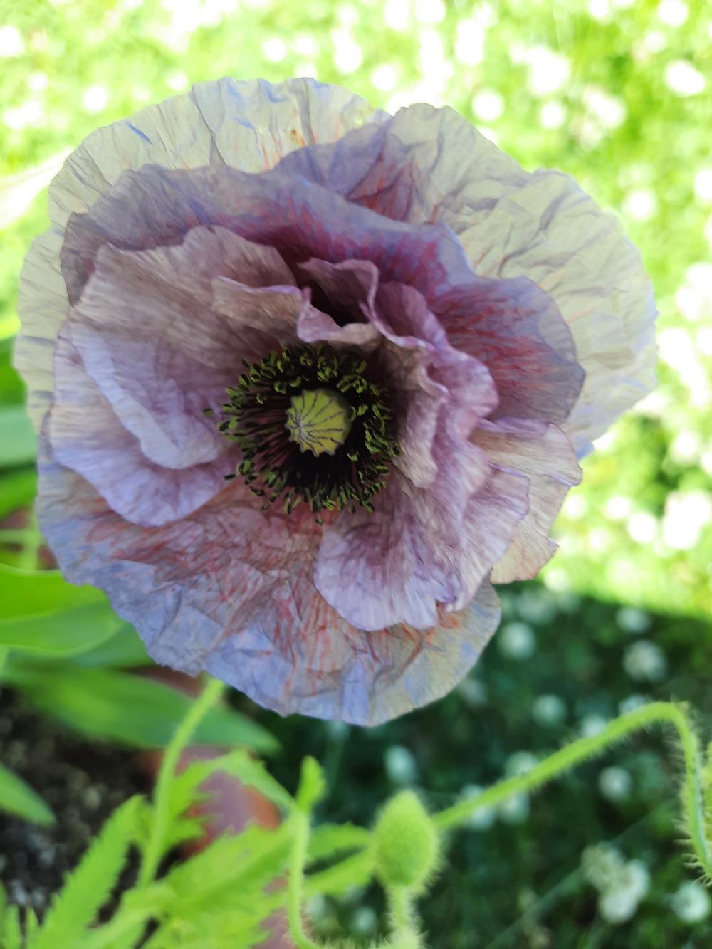 Photo of the bloom of Shirley Poppy (Papaver rhoeas 'Amazing Grey