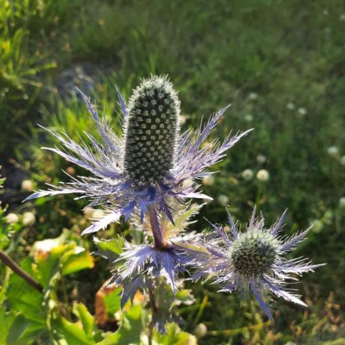 Alpine Sea Holly (Eryngium alpinum 'Superbum')