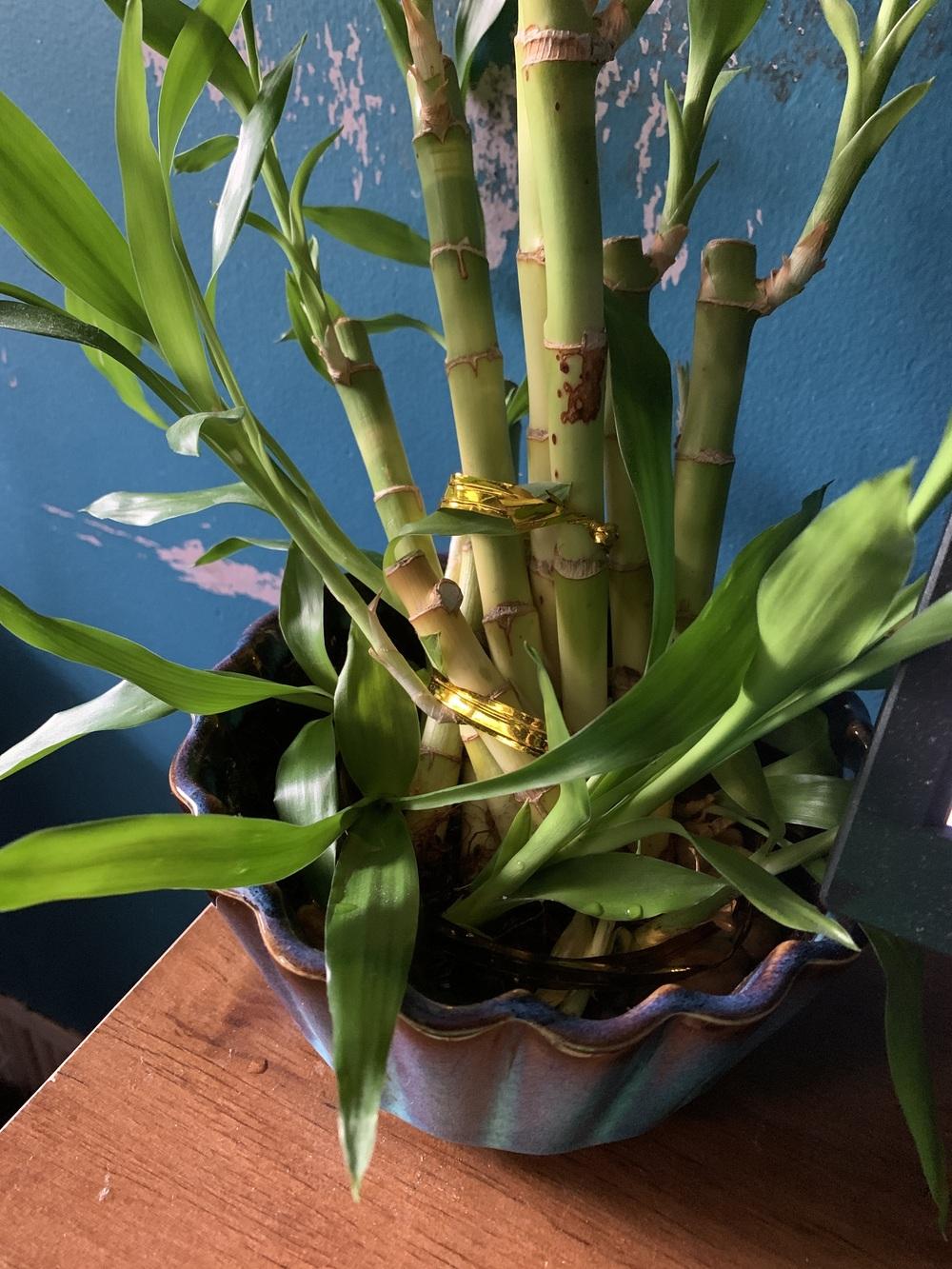 Lucky bamboo turning yellow and brown and shrivelling for over a year