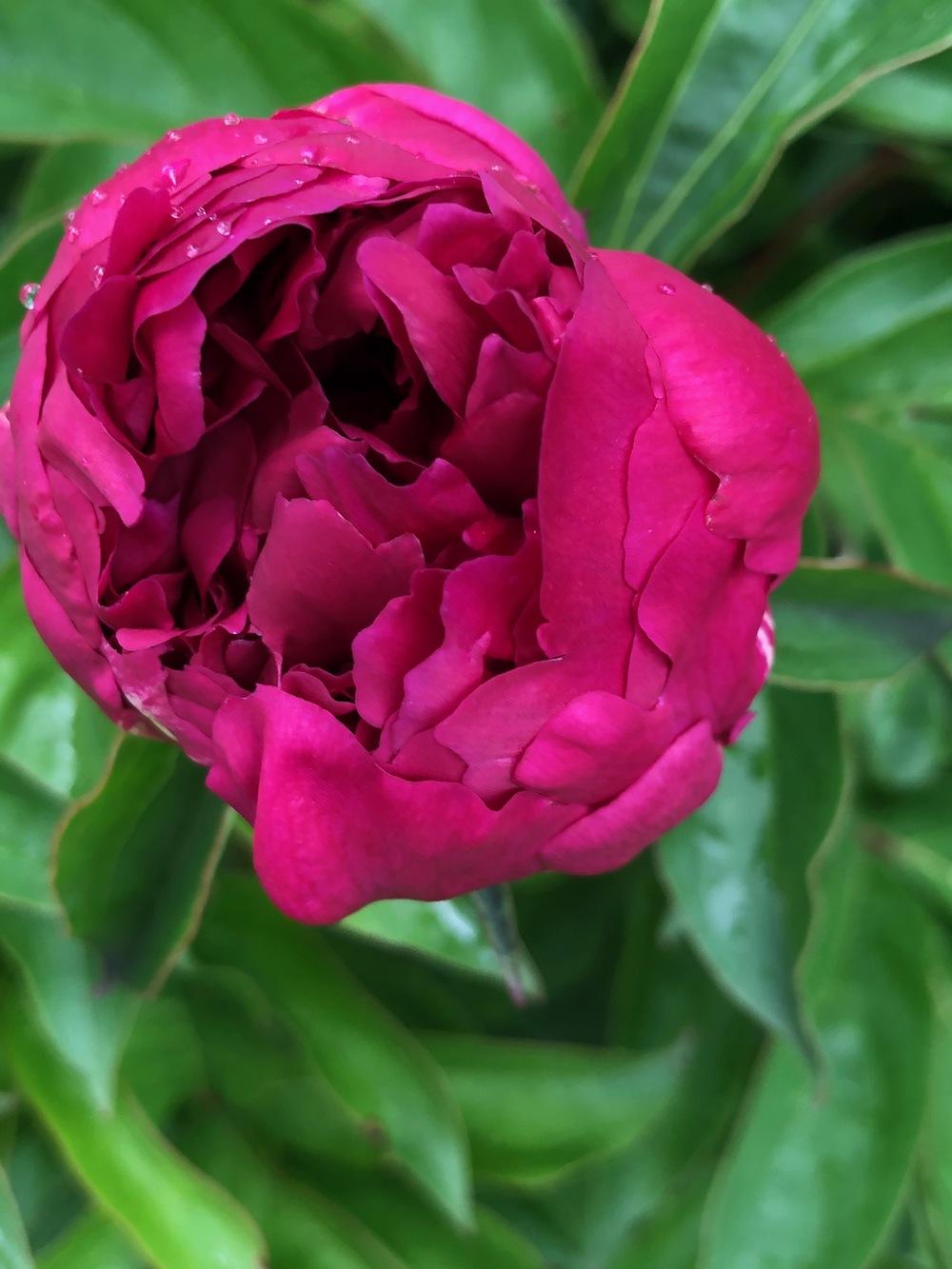 Peony (Paeonia lactiflora 'Mary Brand') in the Peonies Database