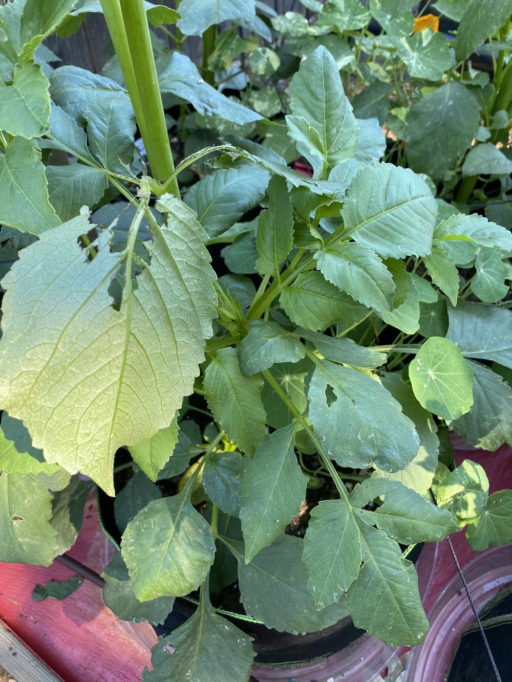 Birds are devouring my Dahlias in the Dahlias forum