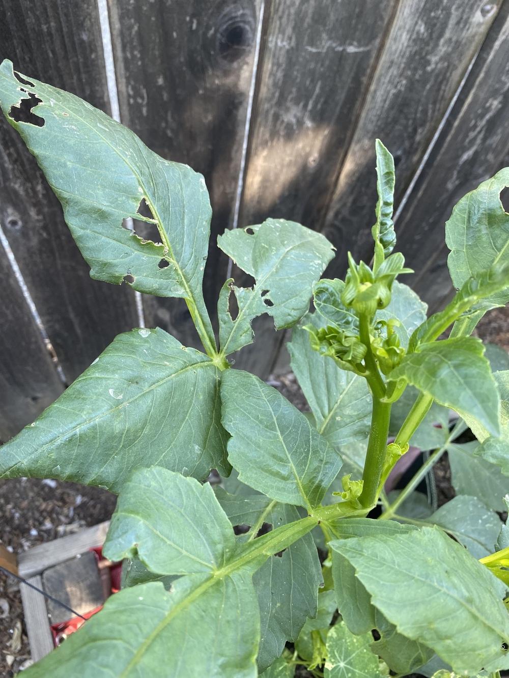 Birds are devouring my Dahlias in the Dahlias forum