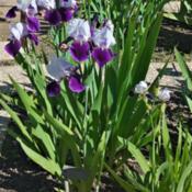 Location: Botanical Garden, Faculty of Science, Zagreb, CroatiaDate: 2021-05-23Iris MTB 'Consummation' (right) comp. to Iris TB 'Elizabeth Noble