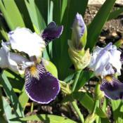 Location: Botanical Garden, Faculty of Science, Zagreb, CroatiaDate: 2021-05-23Iris MTB 'Consummation'