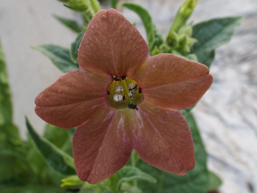 Photo of the bloom of Nicotiana (Nicotiana langsdorffii 'Bronze Queen
