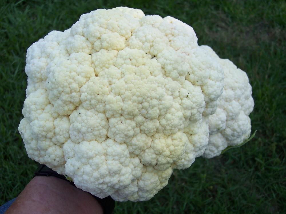 Photo of the seed pods or heads of Cauliflower (Brassica oleracea var