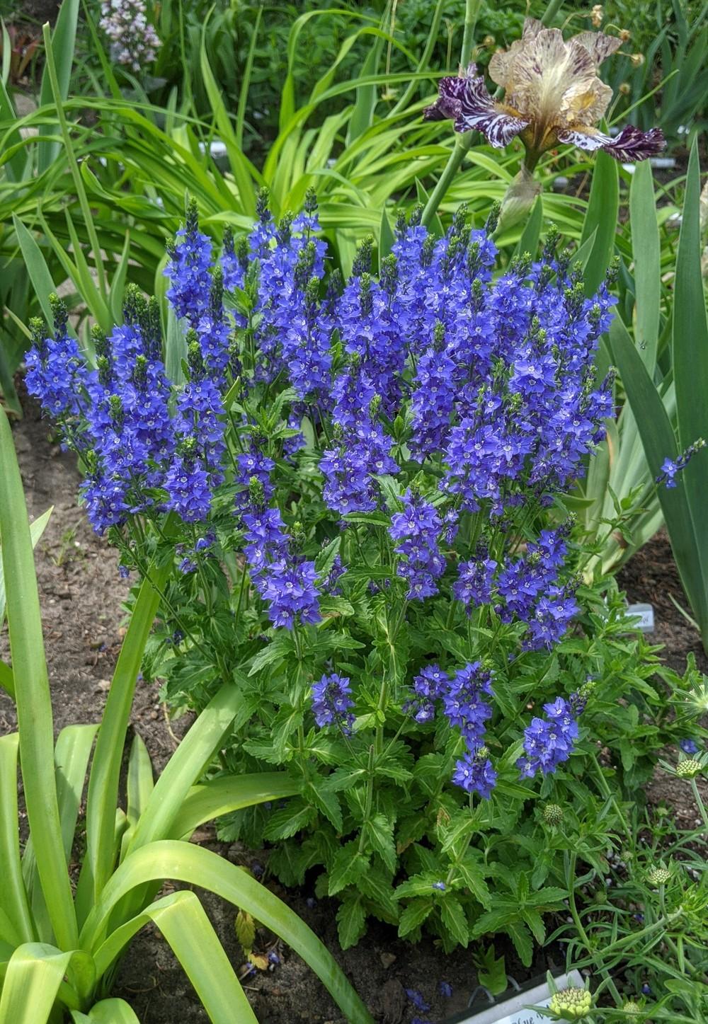 Photo of the entire plant of Speedwell (Veronica austriaca Venice Blue