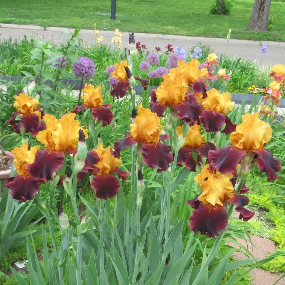 Photo of the entire plant of Tall Bearded Iris (Iris ‘Supreme Sultan