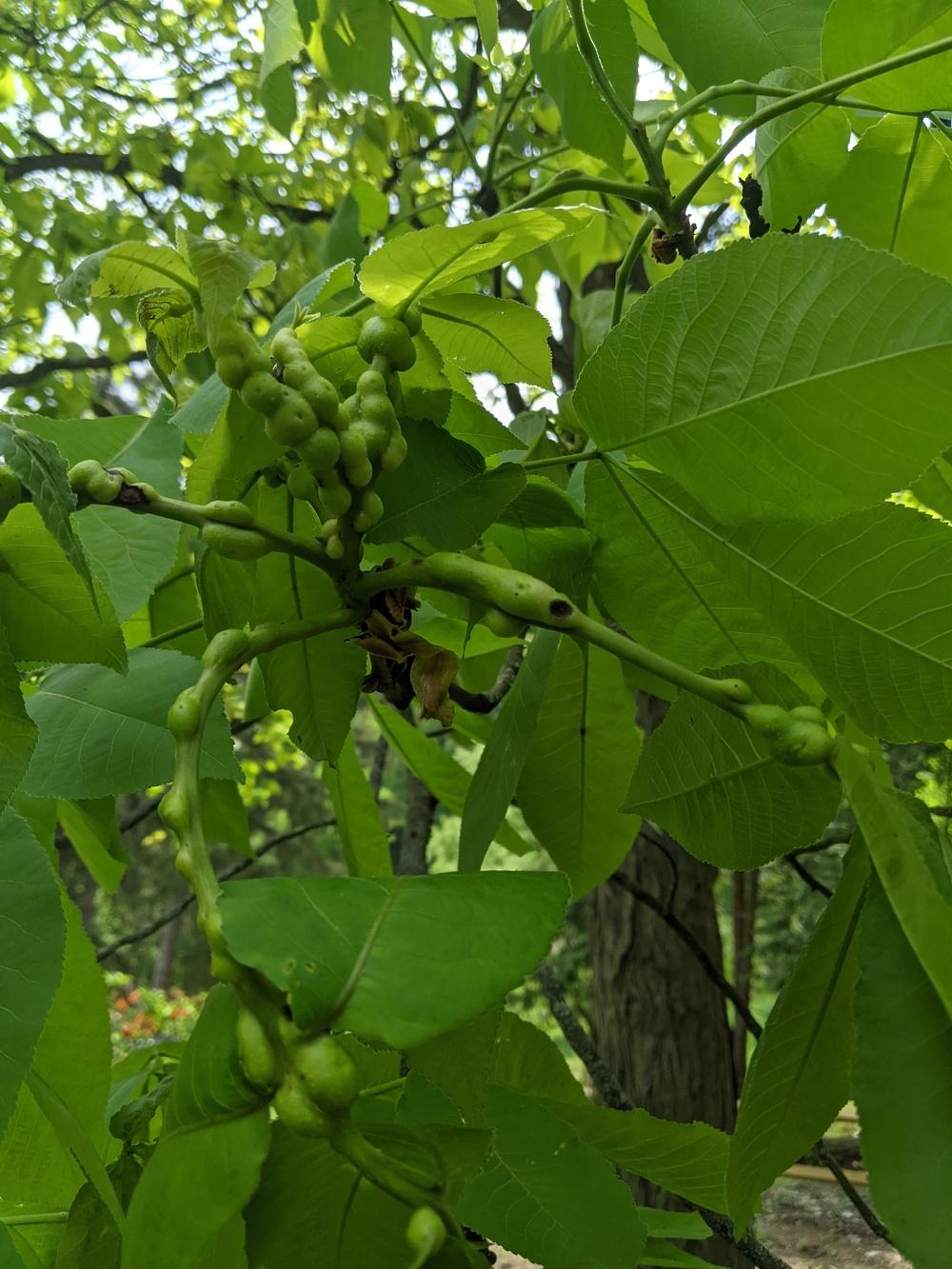 Shagbark Hickory Galls? in the Ask a Question forum