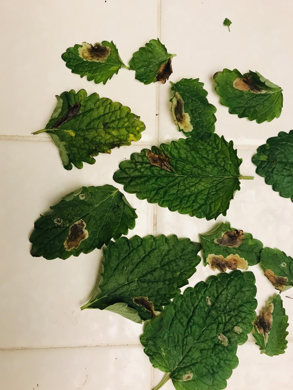 lesions on lemon balm leaves in the Pests and Diseases forum